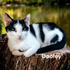 Dooley, Young Male Domestic Short Hair