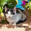Dooley photo 2