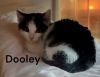 Dooley photo 3