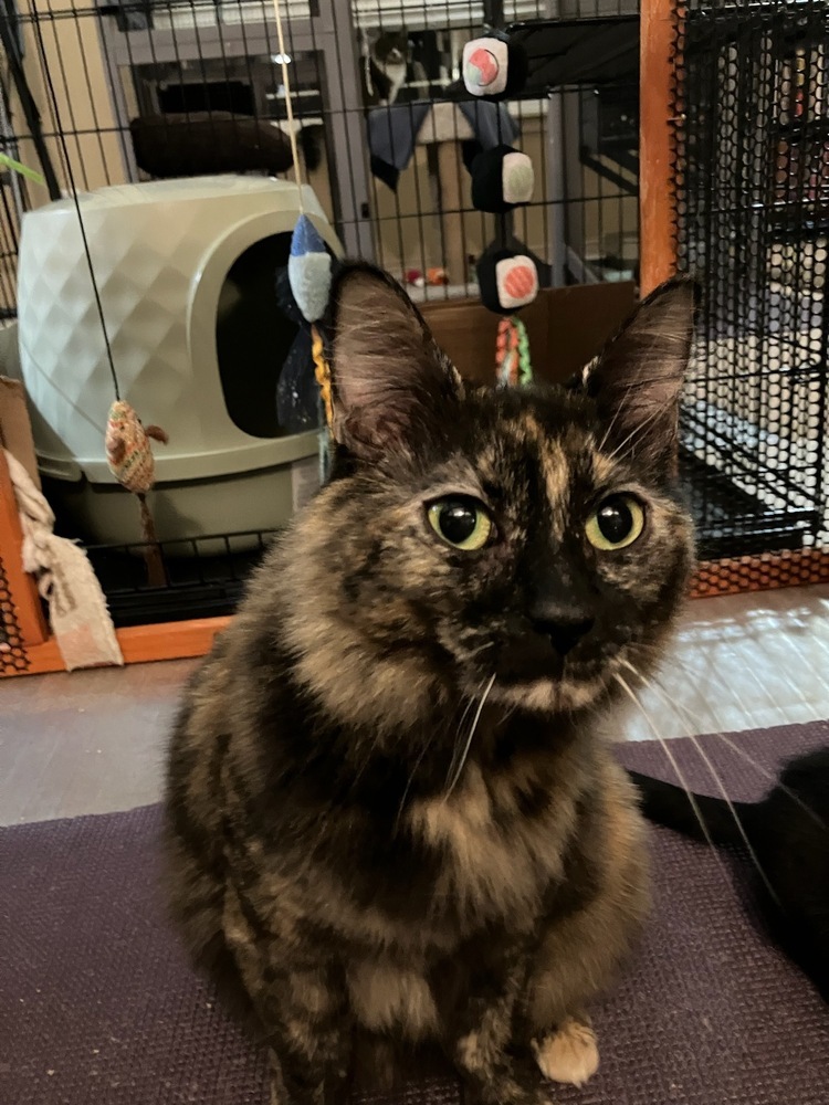 Calli-co, an adoptable Domestic Medium Hair, Domestic Short Hair in Vancouver, WA, 98661 | Photo Image 1