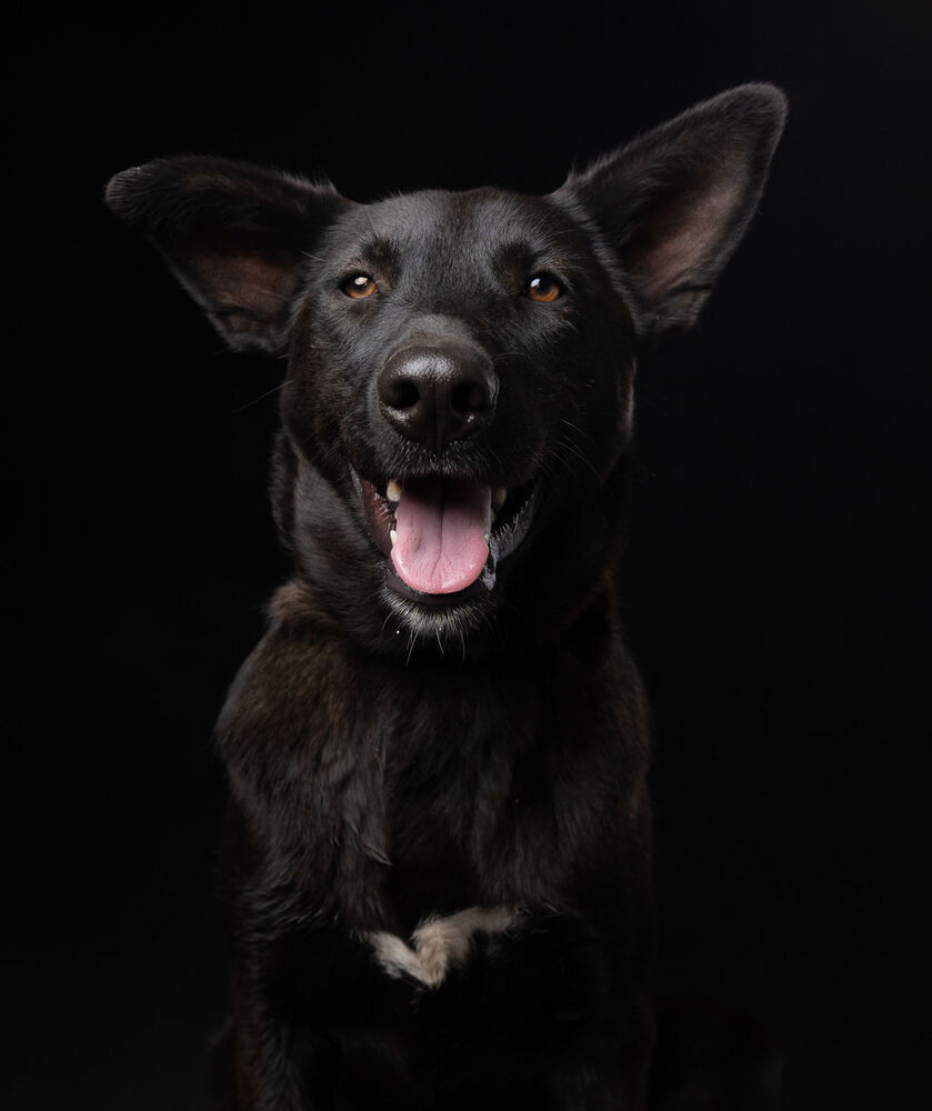 MELLY, an adoptable Belgian Shepherd / Sheepdog, Labrador Retriever in Langley, BC, V2Y 3K1 | Photo Image 1