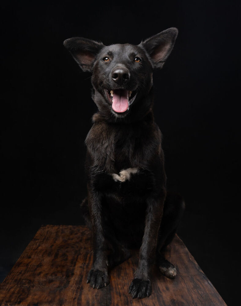 MELLY, an adoptable Belgian Shepherd / Sheepdog, Labrador Retriever in Langley, BC, V2Y 3K1 | Photo Image 2