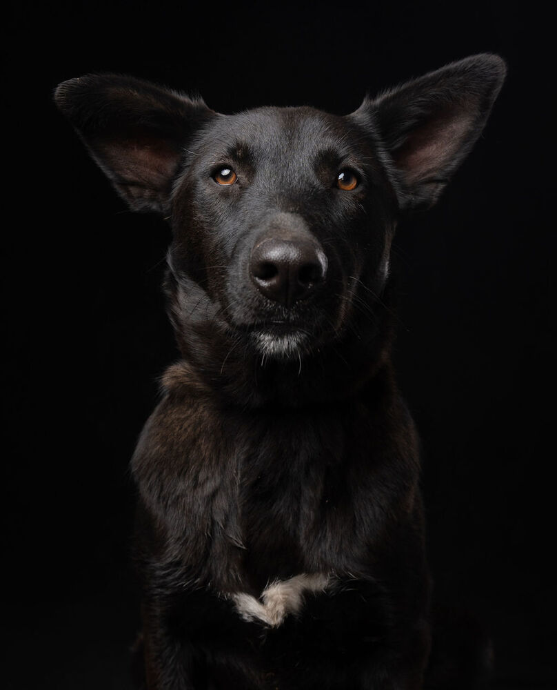 MELLY, an adoptable Belgian Shepherd / Sheepdog, Labrador Retriever in Langley, BC, V2Y 3K1 | Photo Image 3