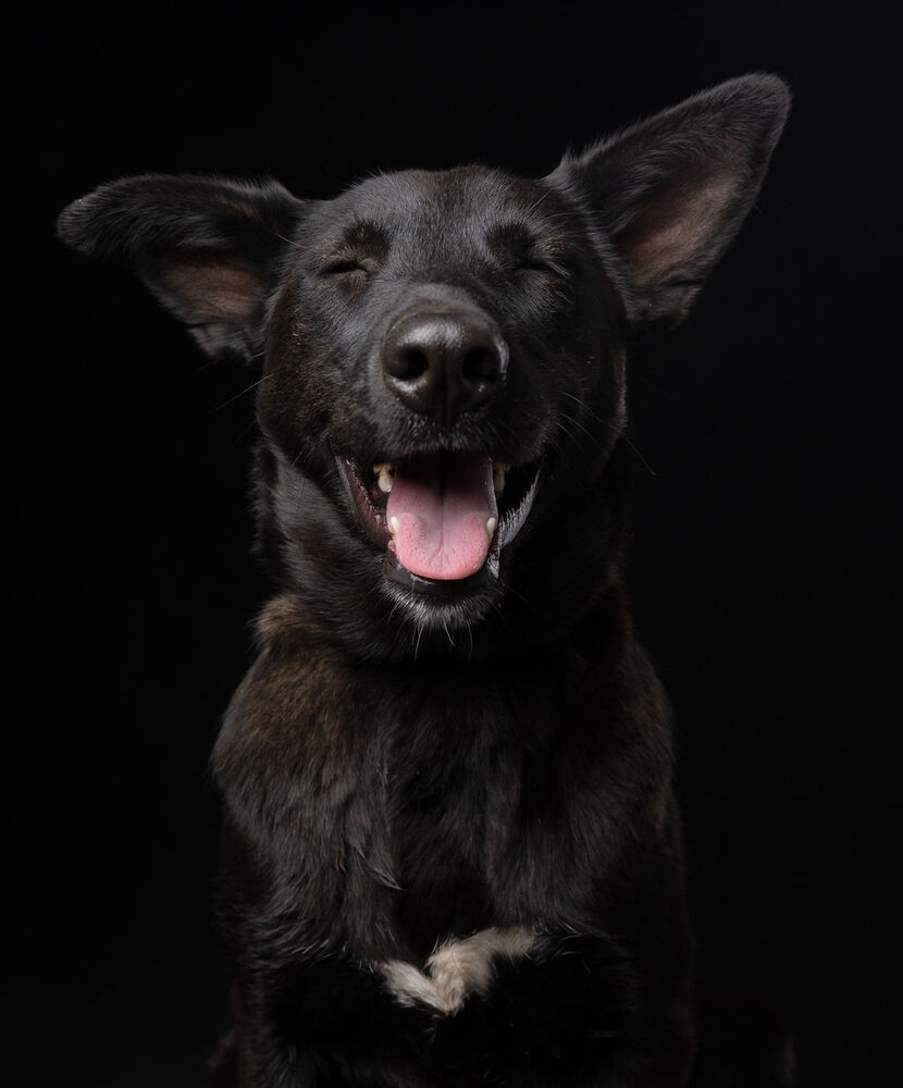 MELLY, an adoptable Belgian Shepherd / Sheepdog, Labrador Retriever in Langley, BC, V2Y 3K1 | Photo Image 4