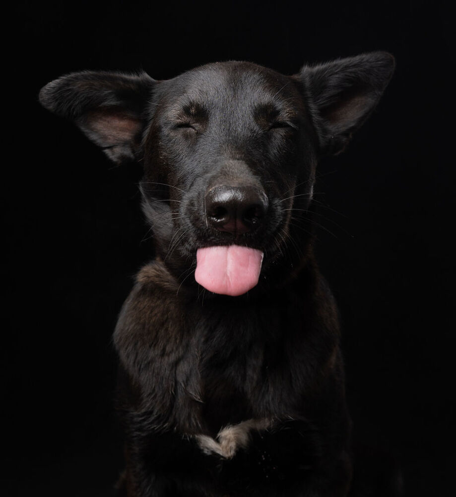 MELLY, an adoptable Belgian Shepherd / Sheepdog, Labrador Retriever in Langley, BC, V2Y 3K1 | Photo Image 5