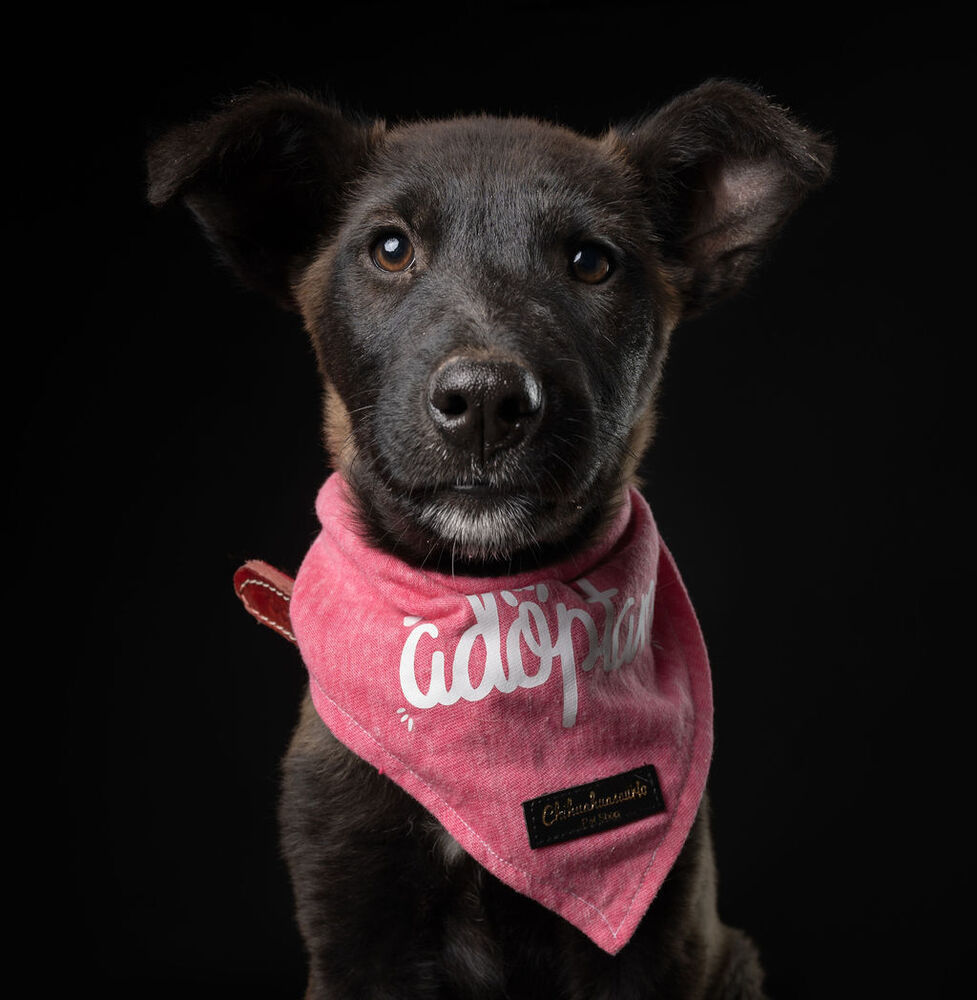 MELLY, an adoptable Belgian Shepherd / Sheepdog, Labrador Retriever in Langley, BC, V2Y 3K1 | Photo Image 6