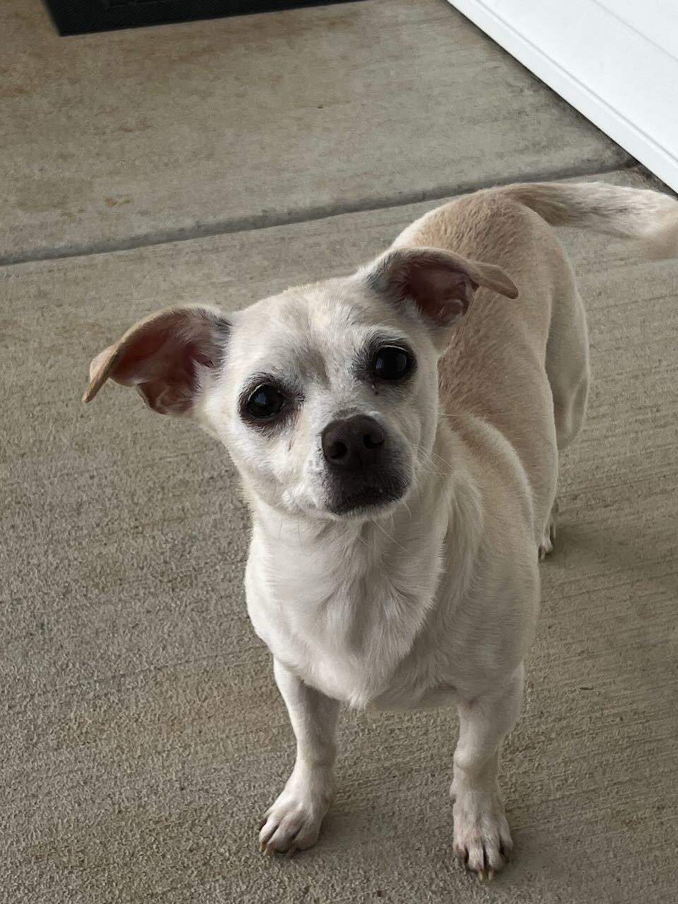 Buttercup (bonded pair with Wesley)
