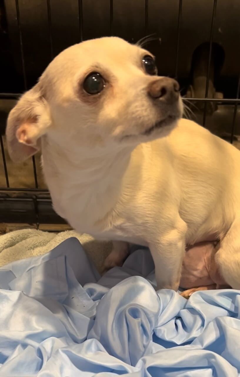 Buttercup (bonded pair with Wesley)