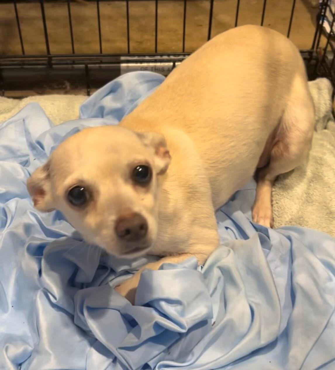 Buttercup (bonded pair with Wesley)