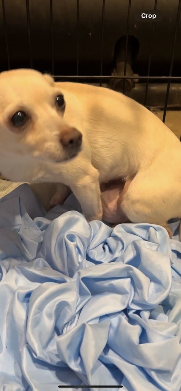 Buttercup (bonded pair with Wesley)