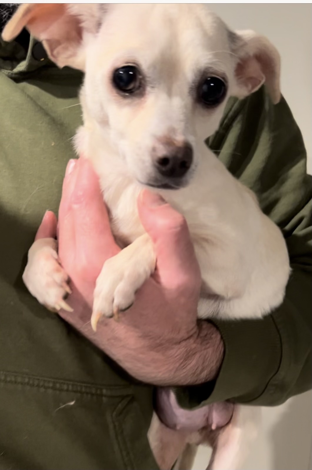 Buttercup (bonded pair with Wesley)