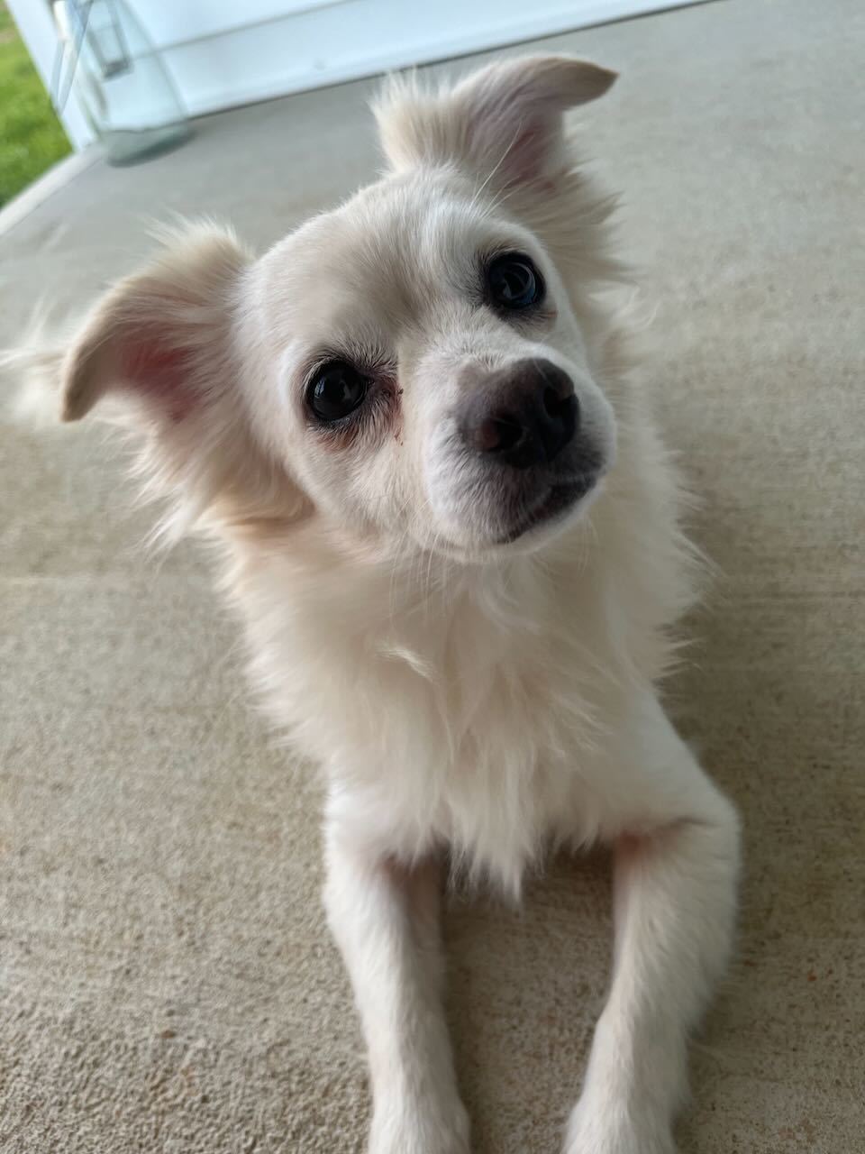 Wesley (bonded to Buttercup)