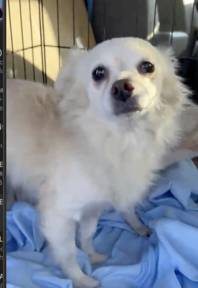 Wesley (bonded to Buttercup)