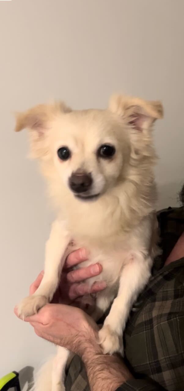 Wesley (bonded to Buttercup)