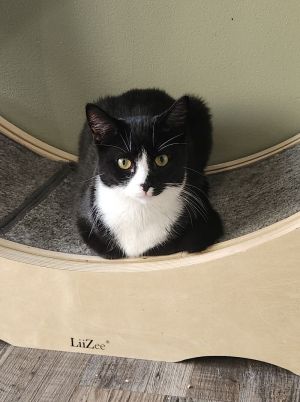 Kepler, Adult Male Domestic Short Hair