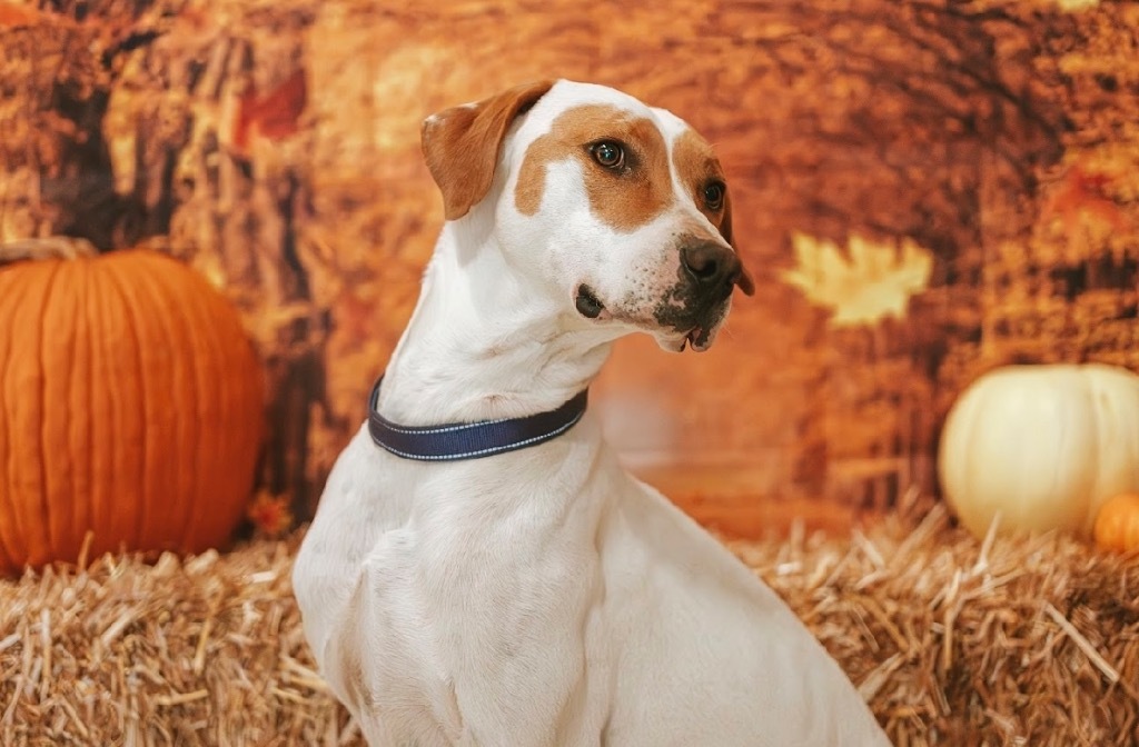 Romeo, an adoptable Foxhound, Mixed Breed in Newberg, OR, 97132 | Photo Image 1