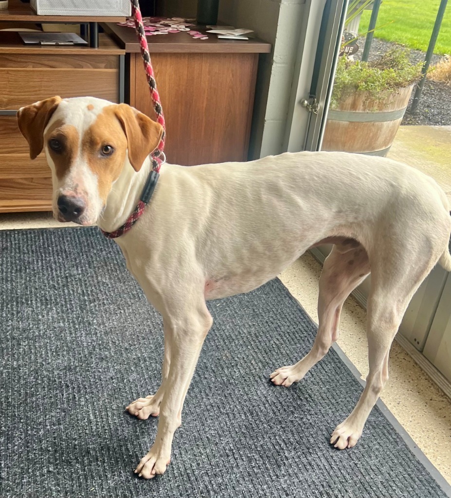 Romeo, an adoptable Foxhound, Mixed Breed in Newberg, OR, 97132 | Photo Image 2