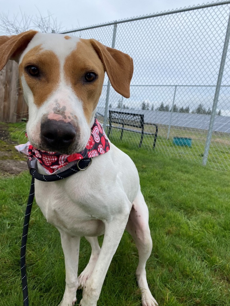 Romeo, an adoptable Foxhound, Mixed Breed in Newberg, OR, 97132 | Photo Image 3