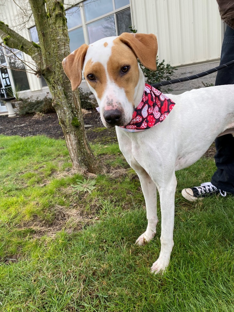 Romeo, an adoptable Foxhound, Mixed Breed in Newberg, OR, 97132 | Photo Image 3