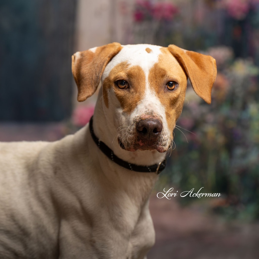 Romeo, an adoptable Foxhound, Mixed Breed in Newberg, OR, 97132 | Photo Image 4