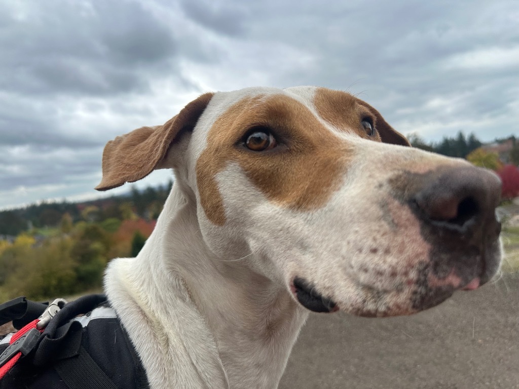 Romeo, an adoptable Foxhound, Mixed Breed in Newberg, OR, 97132 | Photo Image 5