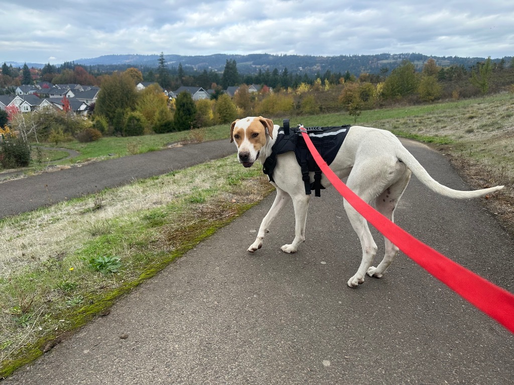Romeo, an adoptable Foxhound, Mixed Breed in Newberg, OR, 97132 | Photo Image 6