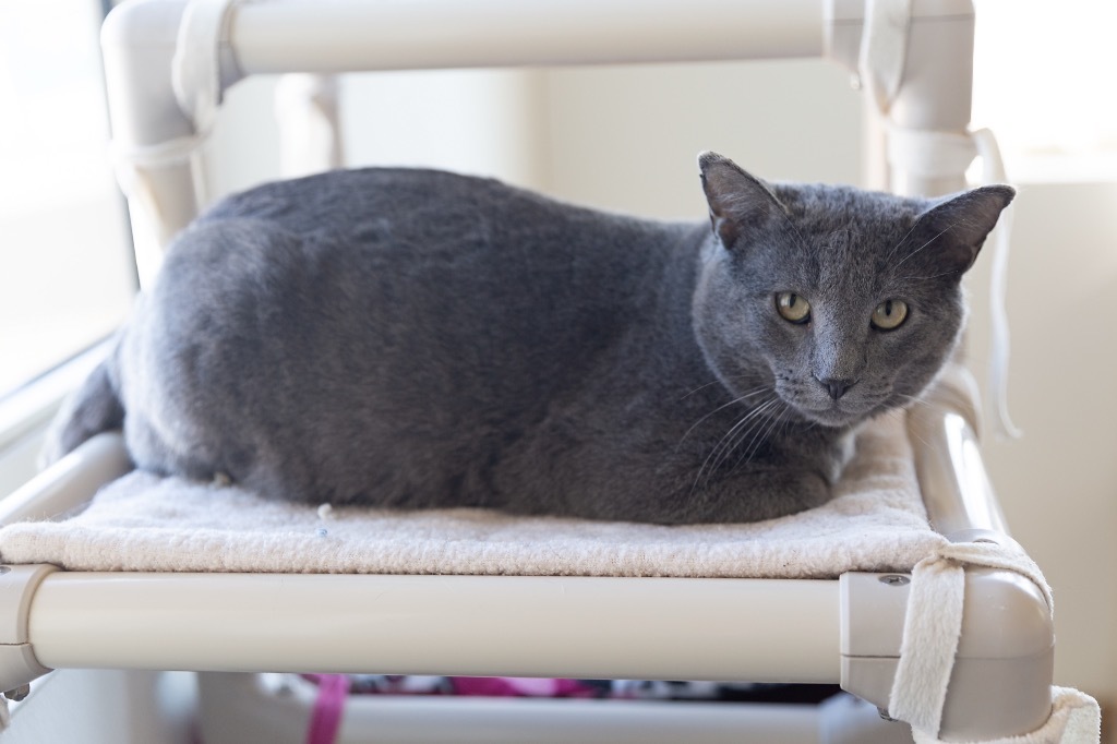 Cobalt, an adoptable Domestic Short Hair in Redwood Falls, MN, 56283 | Photo Image 1