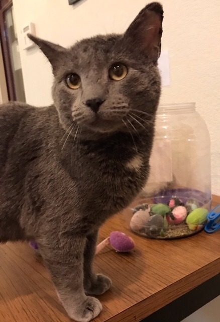 Cobalt, an adoptable Domestic Short Hair in Redwood Falls, MN, 56283 | Photo Image 2