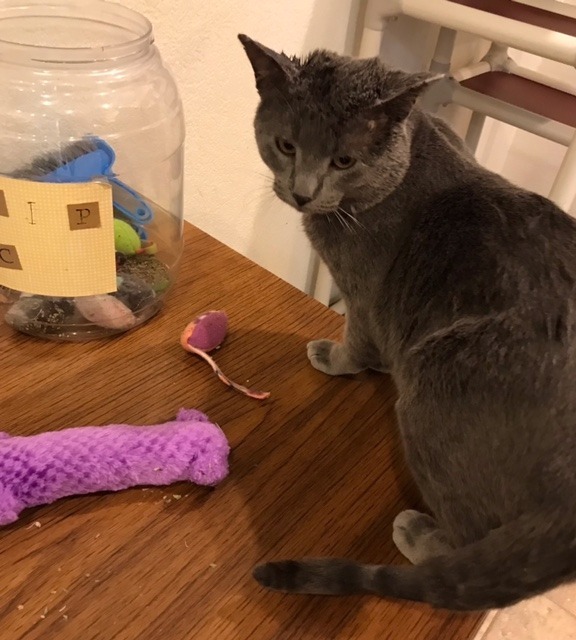 Cobalt, an adoptable Domestic Short Hair in Redwood Falls, MN, 56283 | Photo Image 3