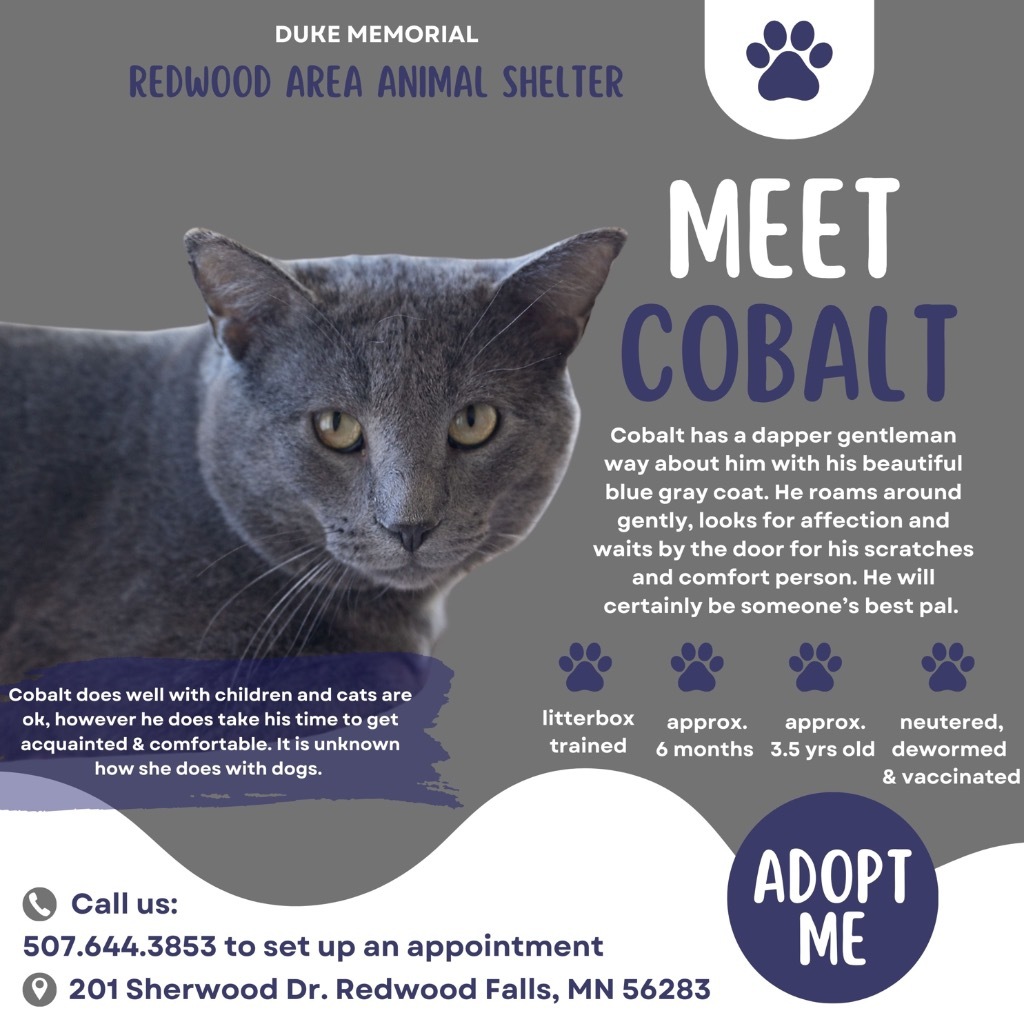 Cobalt, an adoptable Domestic Short Hair in Redwood Falls, MN, 56283 | Photo Image 4