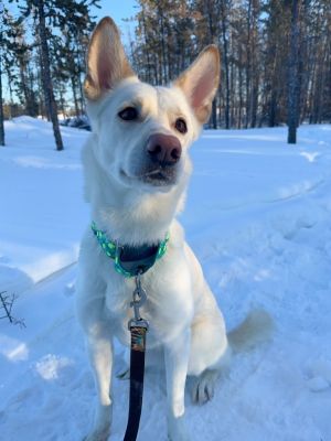 Bambi, Adult Female Husky