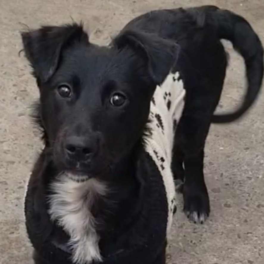 Tux