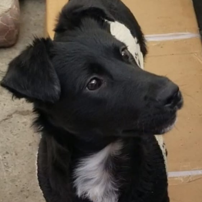 Tux
