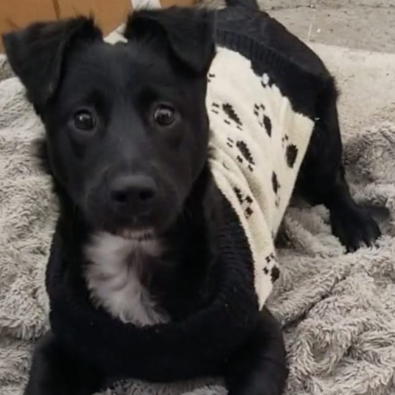 Tux