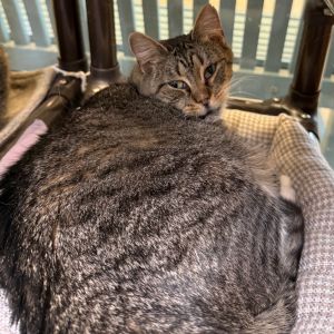 Toungsten - #23-262, Senior Female Domestic Short Hair