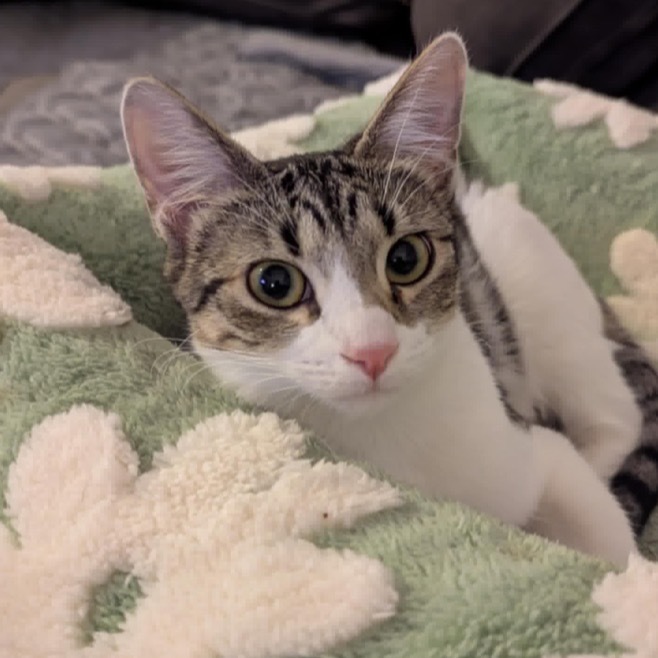 Muscat, an adoptable Domestic Short Hair in Leander, TX, 78641 | Photo Image 1