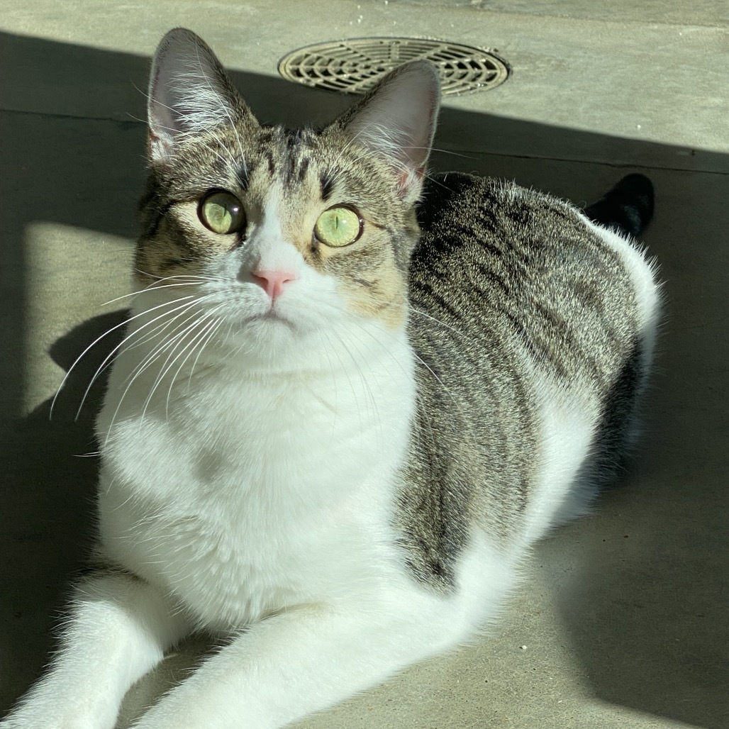Muscat, an adoptable Domestic Short Hair in Leander, TX, 78641 | Photo Image 1