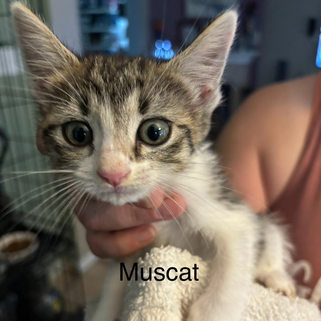 Muscat, an adoptable Domestic Short Hair in Leander, TX, 78641 | Photo Image 2