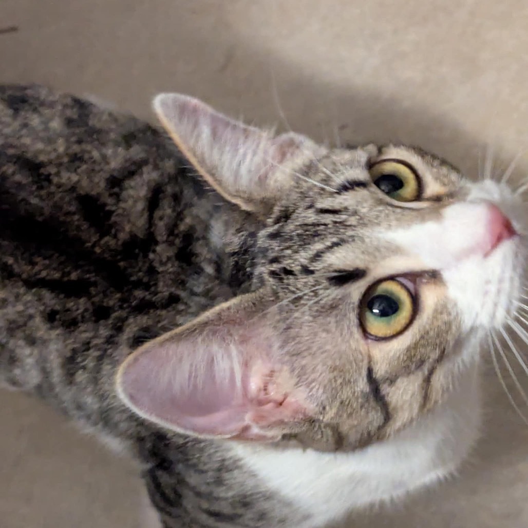 Muscat, an adoptable Domestic Short Hair in Leander, TX, 78641 | Photo Image 3