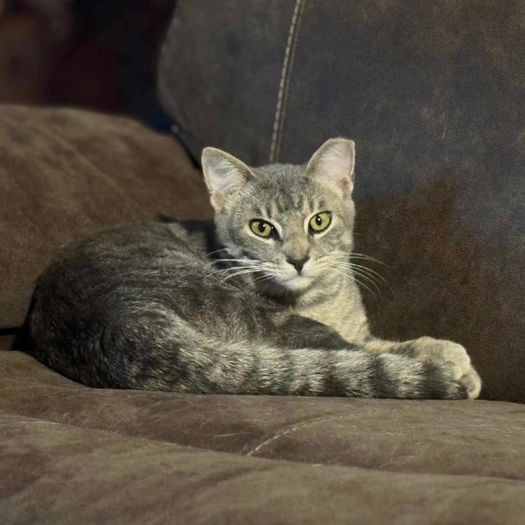 Sheldon, an adoptable Domestic Short Hair in Leander, TX, 78641 | Photo Image 1