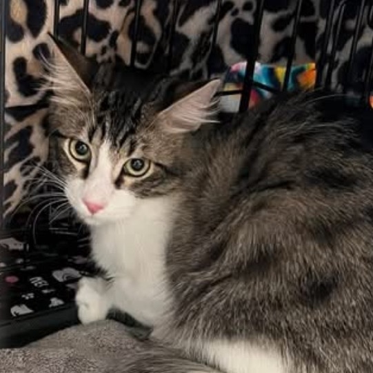 Port, an adoptable Domestic Short Hair in Leander, TX, 78641 | Photo Image 1
