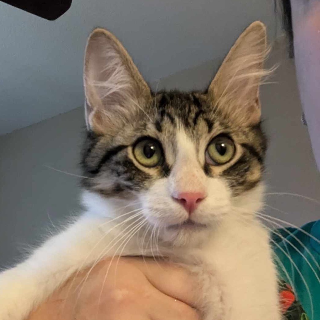 Port, an adoptable Domestic Short Hair in Leander, TX, 78641 | Photo Image 2
