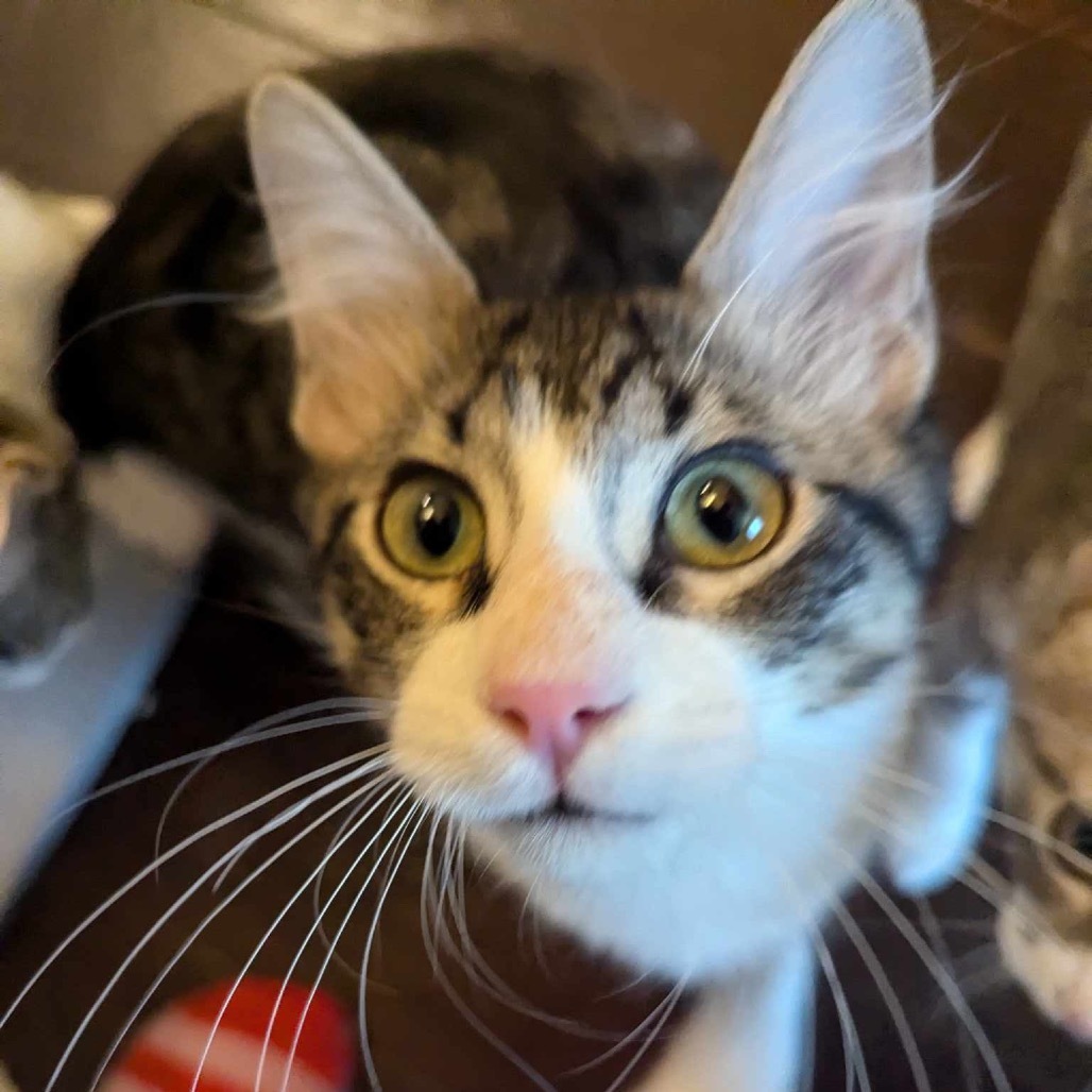 Port, an adoptable Domestic Short Hair in Leander, TX, 78641 | Photo Image 3