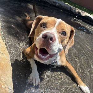Chucky is an 11-month-old beagleEnglish bulldog mix confirmed by DNA test This adorable boy is 