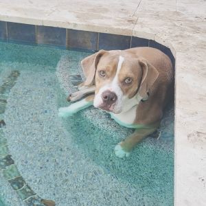 Chucky Beagle Dog