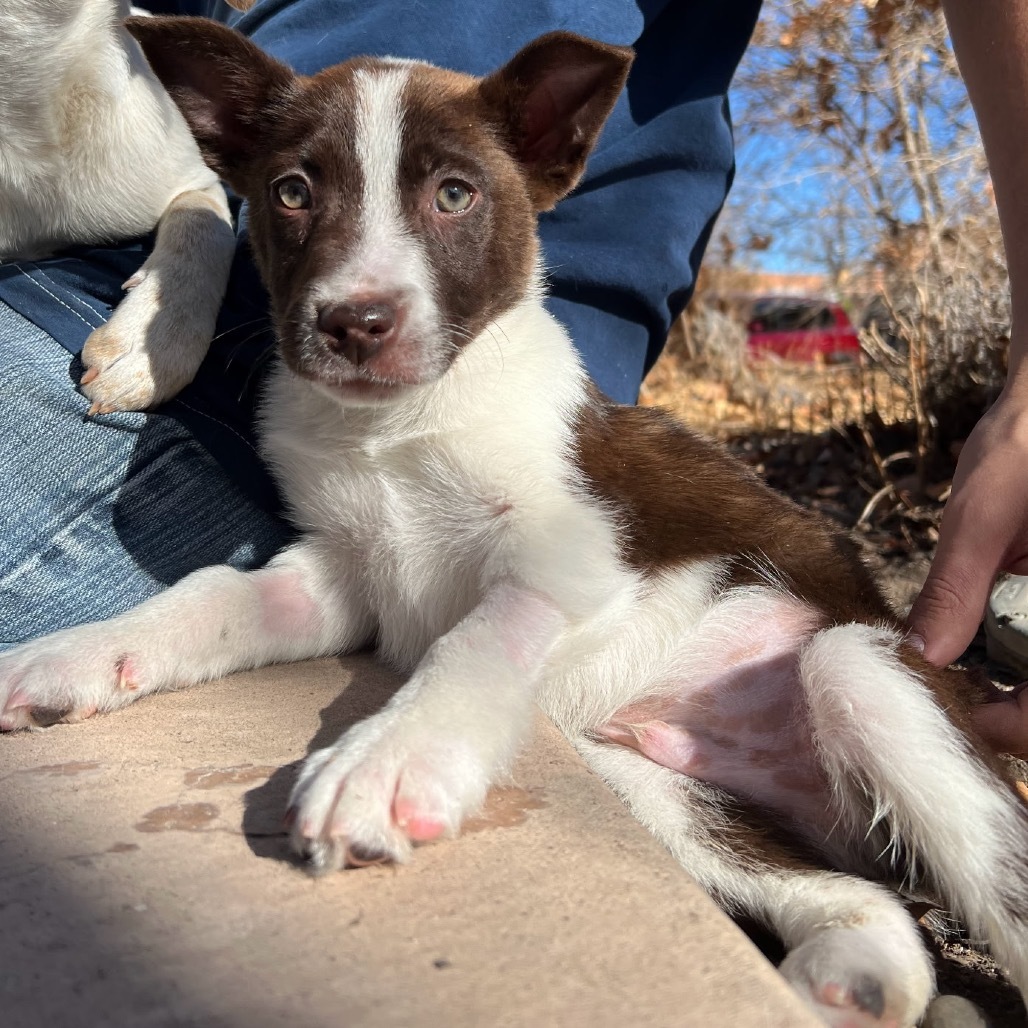 St. Peter, an adoptable Mixed Breed in Moab, UT, 84532 | Photo Image 1