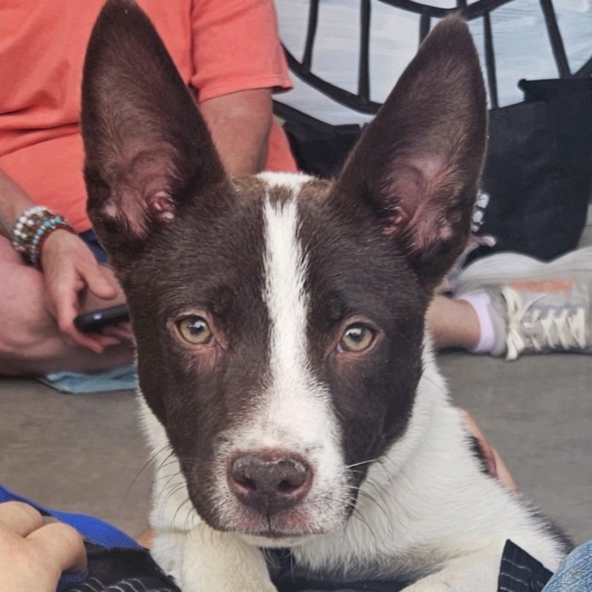 St. Peter, an adoptable Mixed Breed in Moab, UT, 84532 | Photo Image 1