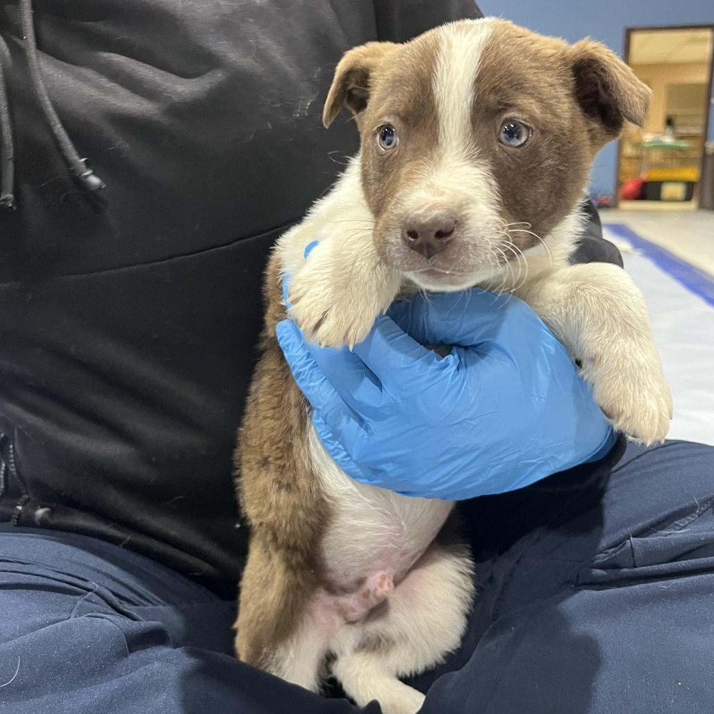 St. Peter, an adoptable Mixed Breed in Moab, UT, 84532 | Photo Image 2