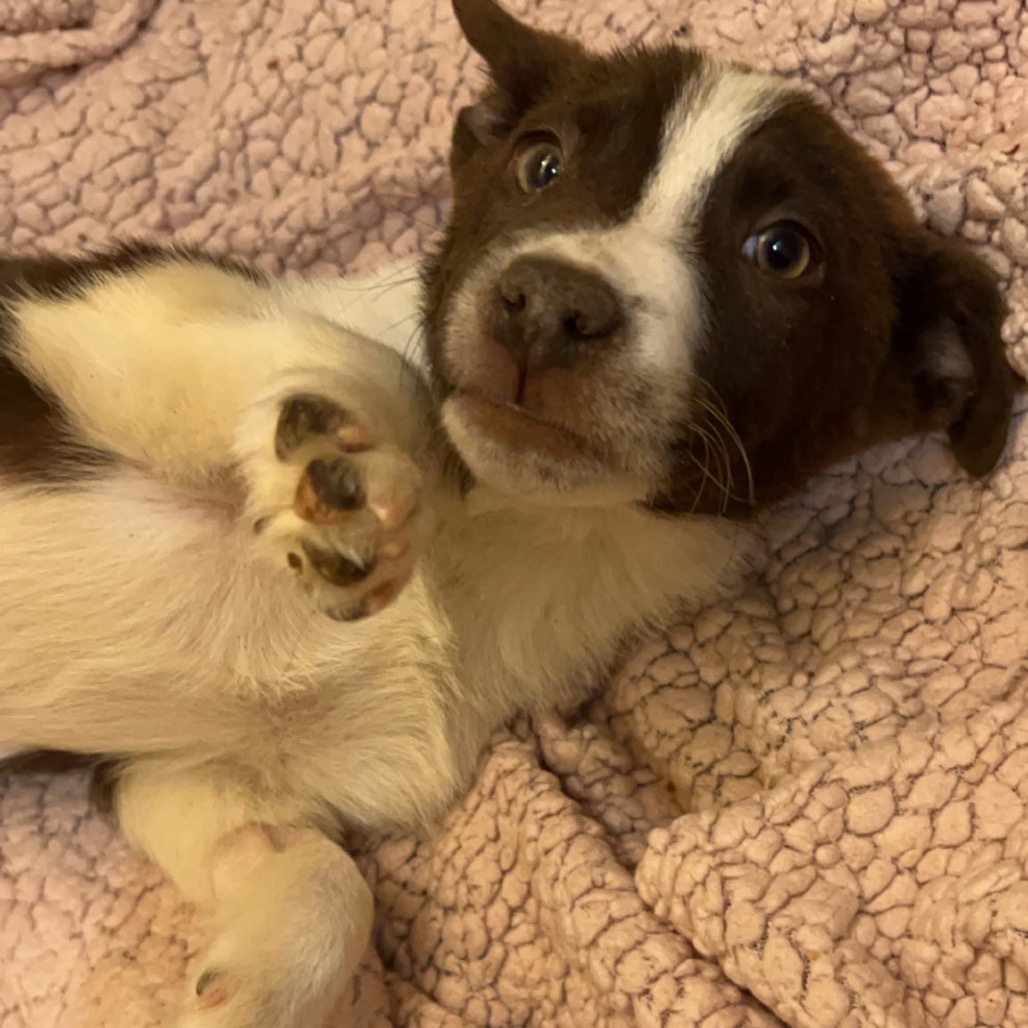 St. Peter, an adoptable Mixed Breed in Moab, UT, 84532 | Photo Image 3