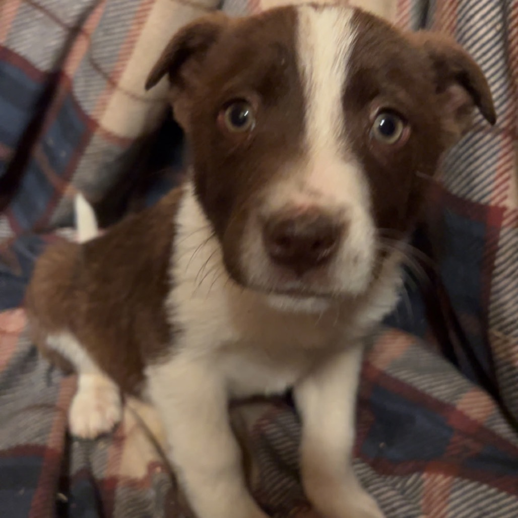 St. Peter, an adoptable Mixed Breed in Moab, UT, 84532 | Photo Image 4
